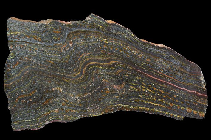 Polished Tiger Iron Stromatolite - ( Billion Years) #92955